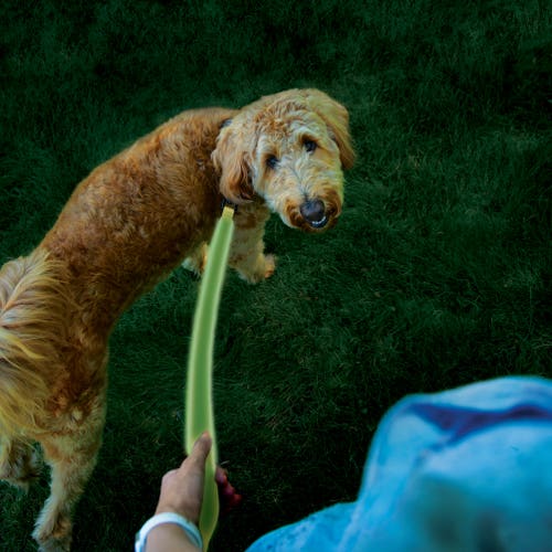 Person holding light-up leash with end-to-end illumination, weather-resistant design, and push-button operation. Dog biting celery. Blue object close-up. Hand holding leaf.