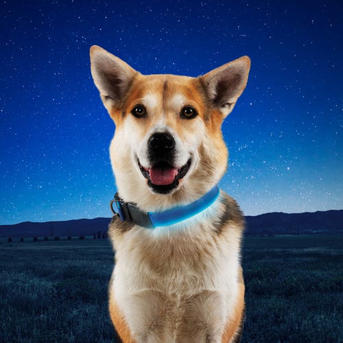 A close-up of a dog wearing the NiteDog Rechargeable LED Collar in blue, emitting a bright glow. The collar features end-to-end illumination and a belt-buckle closure for easy adjustment.